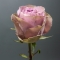 Троянда Тіара - Фото 2