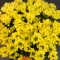 Букет жовтих хризантем - Фото 3