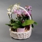 Мини орхидея микс в корзинке - Фото 2
