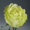 Троянда Лемонад  - Фото 3