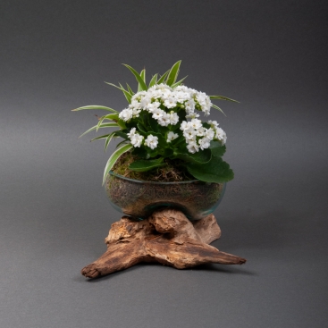 Композиция с растениями в вазе WOOD