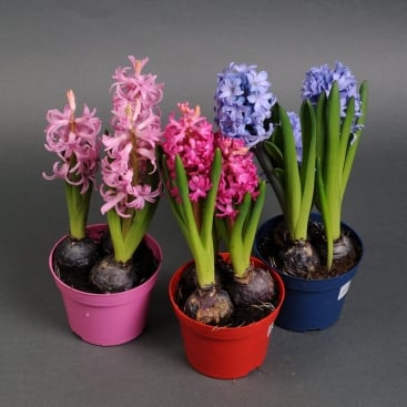 Гиацинт в ассортименте