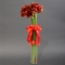 Bouquet of red amaryllis - Photo 1