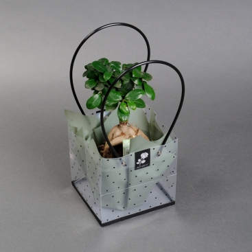 Ficus in a gift bag 