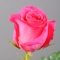 Троянда Пінк Флойд - Фото 3