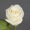 Троянда Плая Бланка - Фото 1