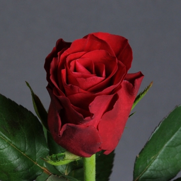 Троянда Такаци Ред