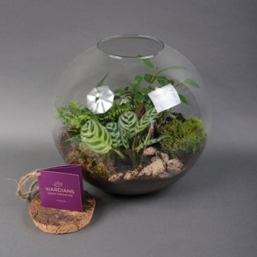 Composition terrarium The Lost World