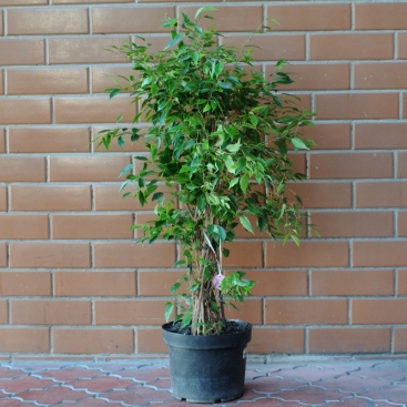 Ficus Beng Andrey