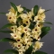 Орхідея Дендробіум - Фото 6