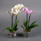 Орхидея Фаленопсис мини 2 ветки - Фото 2