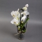 Орхидея Фаленопсис 2 ветки - Фото 1