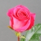 Троянда Пінк Флойд - Фото 2