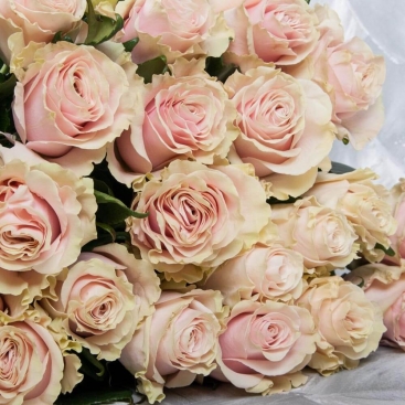 Букет із 25 імпортних троянд Пінк Мондіаль
