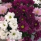Букет хризантем мікс - Фото 3