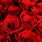 Букет из 25 роз Фридом - Фото 5