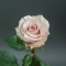 Троянда Квік Сенд - Фото 5