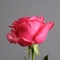 Троянда Лола - Фото 3