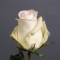 Троянда Альба - Фото 2