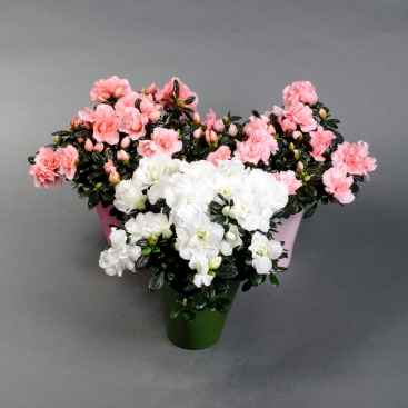 Азалія в кашпо