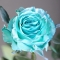 Rose Baby Blue (Ecuador dyed) - Photo 3