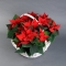 Poinsettia in basket - Photo 3