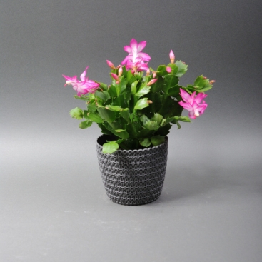 Шлюмбергера в кашпо