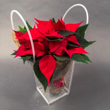 Пуансеттия в подарочной сумочке