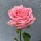 Роза Софи Лорен - Фото 1