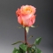 Троянда Корал Ріф - Фото 6