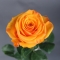 Rose Tycoon - Photo 2