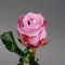Троянда Мерітім - Фото 1
