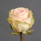 Троянда Фрутетто  - Фото 4