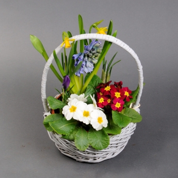 Spring mix of plants in a basket