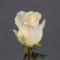 Троянда Крем де ля Крем - Фото 3