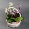Міні орхідея мікс в корзинці - Фото 1