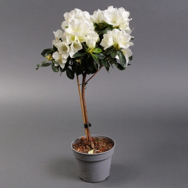 Азалия на штамбе