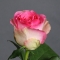 Троянда Малібу - Фото 2