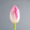 Тюльпан розовый махровый - Фото 2
