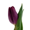 Тюльпани фіолетові - Фото 2