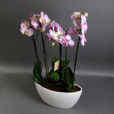 Orchid pink in a boat pot