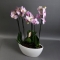 Орхідея рожева в кашпо човник - Фото 1