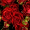 Троянда Ред Ванесса спрей - Фото 7