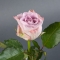 Троянда Меморі Лейн - Фото 1
