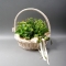Kalanchoe in a basket assorted - Photo 1