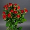 Троянда Ред Ванесса спрей - Фото 4