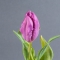 Parrot tulip violet - Photo 2