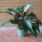 Philodendron Red Beauty - Photo 1