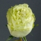 Троянда Лемонад  - Фото 4
