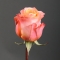 Троянда Корал Ріф - Фото 3